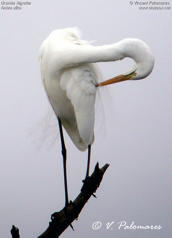 Great Egret