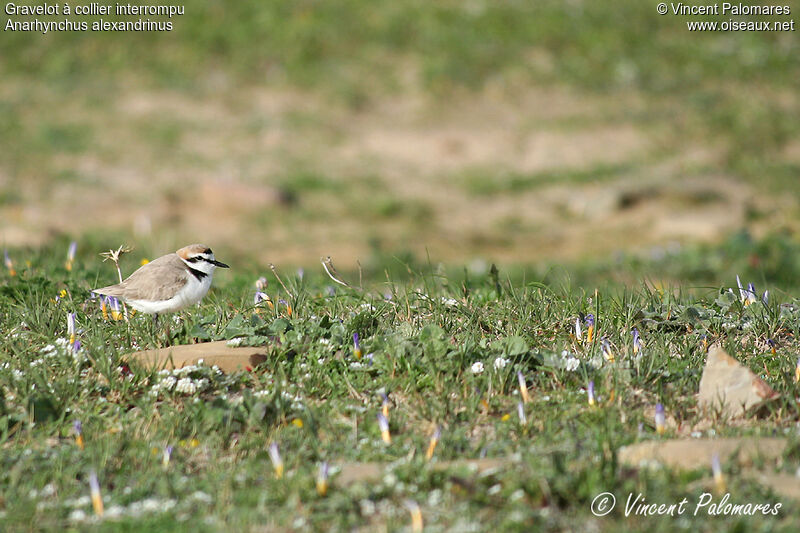 Kentish Plover