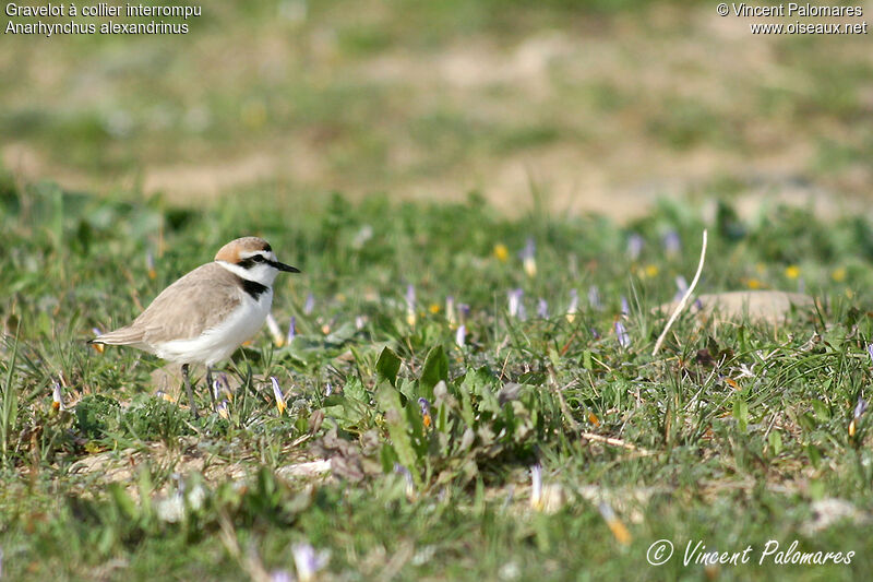 Gravelot à collier interrompuadulte nuptial