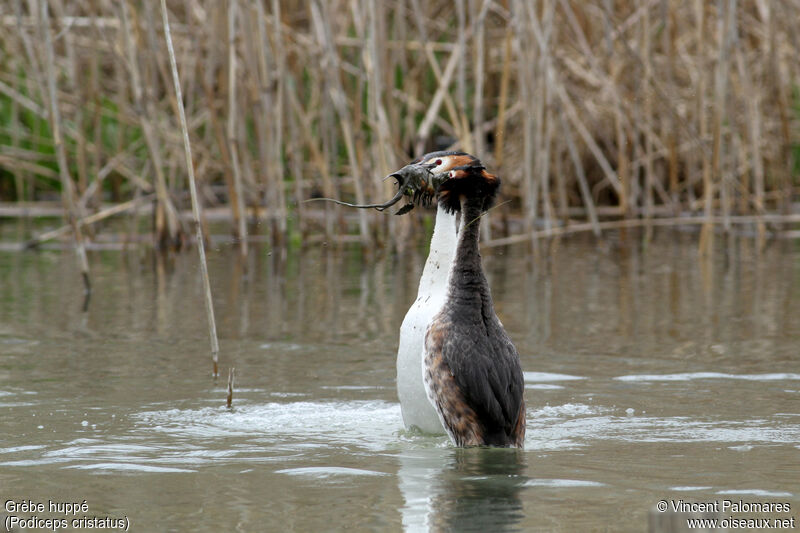 Great Crested Grebeadult, courting display