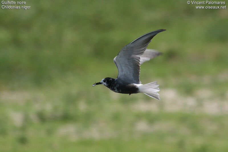 Black Tern