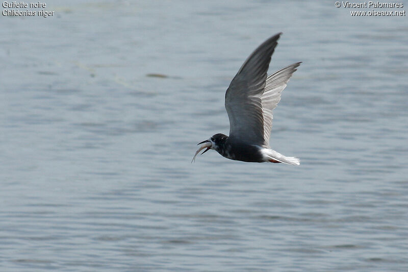 Black Tern