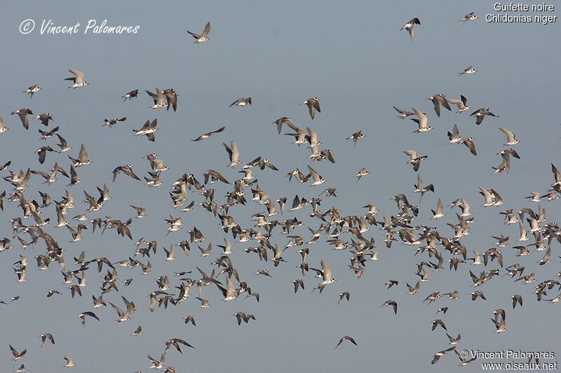 Black Tern