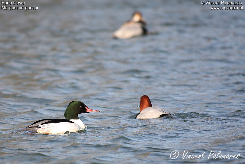 Common Merganser male adult