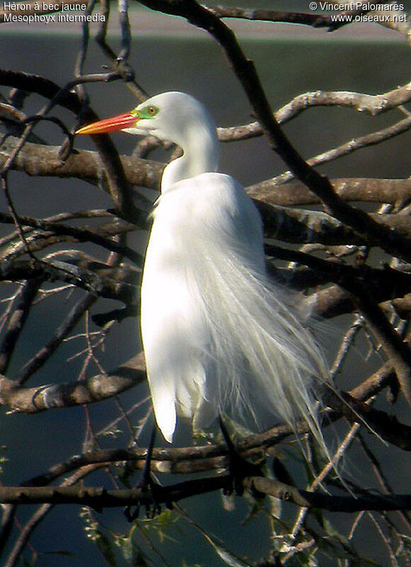 Yellow-billed Egretadult breeding, aspect, pigmentation