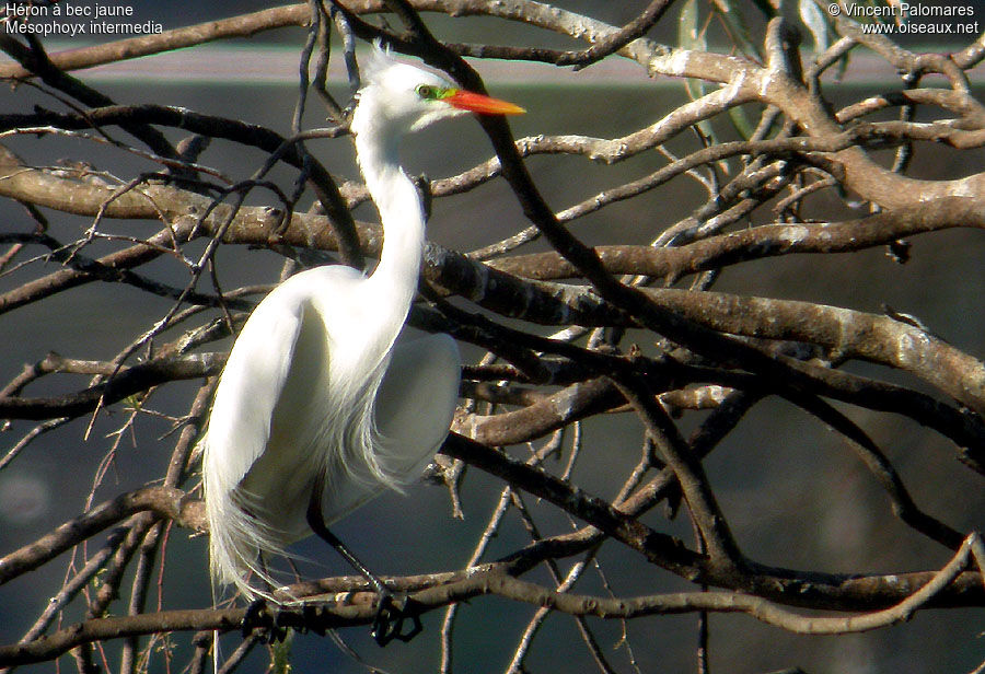 Yellow-billed Egret