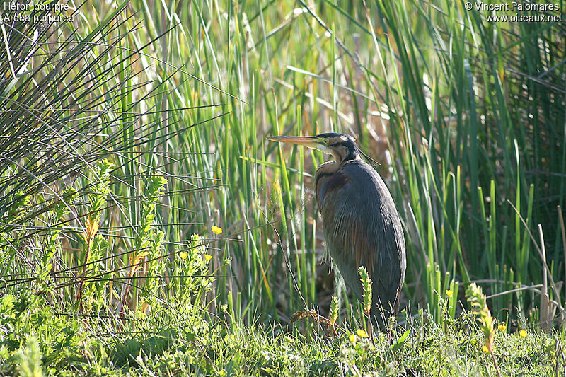 Purple Heron