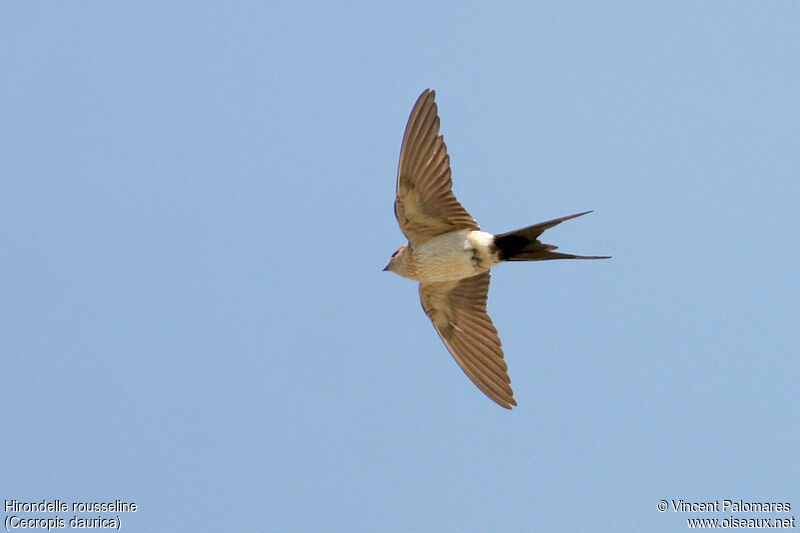 Red-rumped Swallow