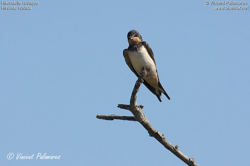 Hirondelle rustique1ère année