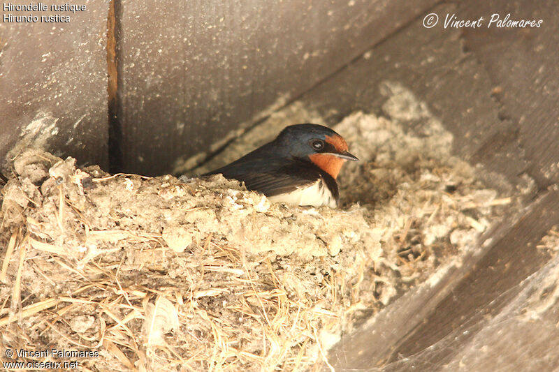 Hirondelle rustiqueadulte