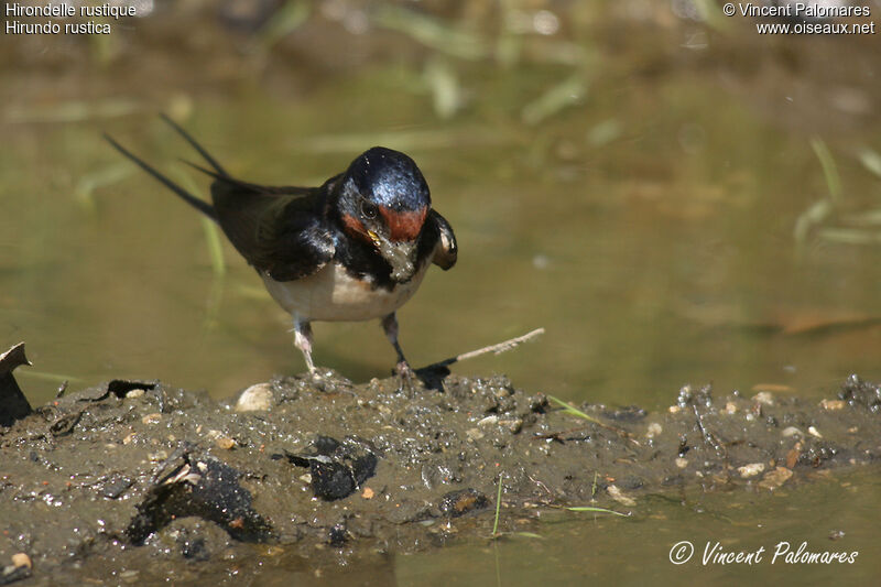 Barn Swallow