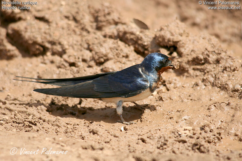 Barn Swallowadult, Reproduction-nesting