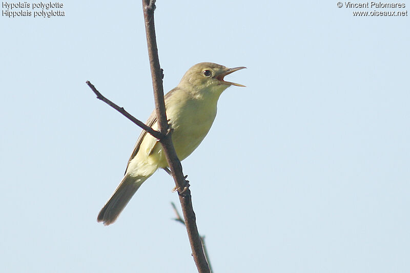 Melodious Warbler