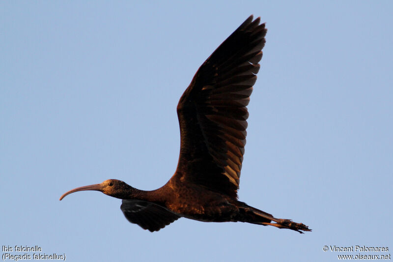 Glossy Ibis