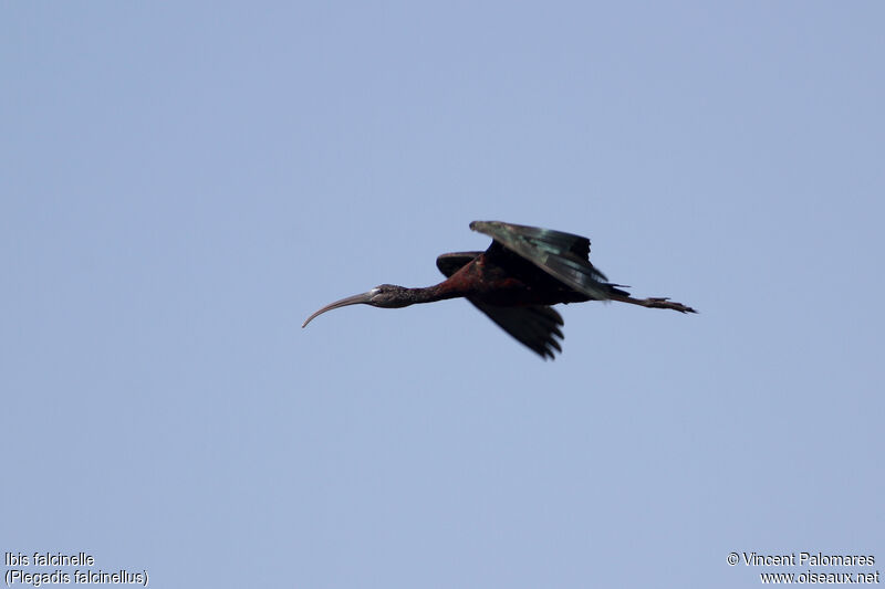 Glossy Ibis, Flight