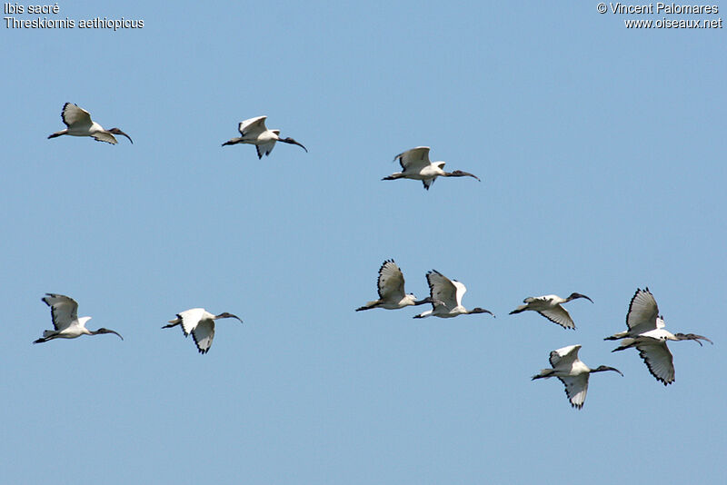 African Sacred Ibis