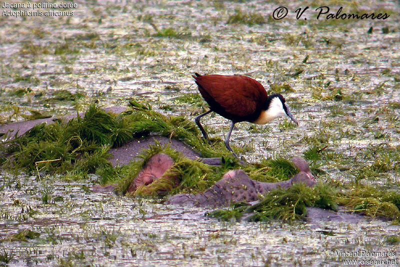 Jacana à poitrine doréeadulte