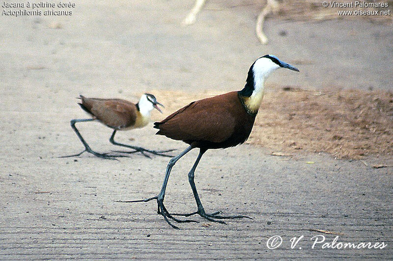 Jacana à poitrine dorée