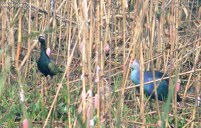 Bronze-winged Jacana