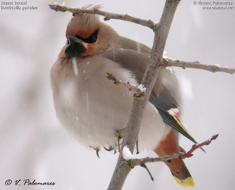 Bohemian Waxwing