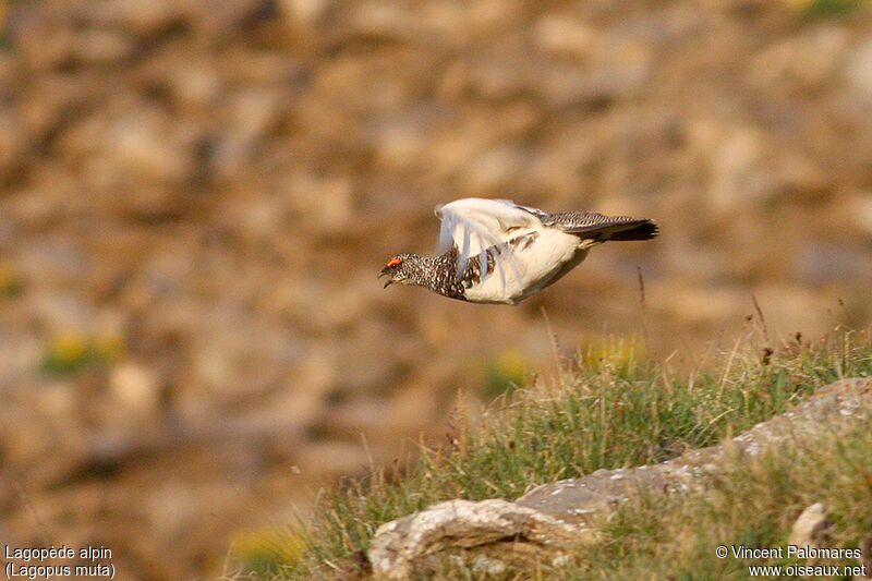 Rock Ptarmigan male adult