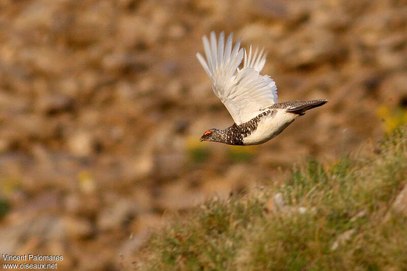 Rock Ptarmigan male adult, Flight