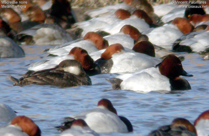 Common Scoter