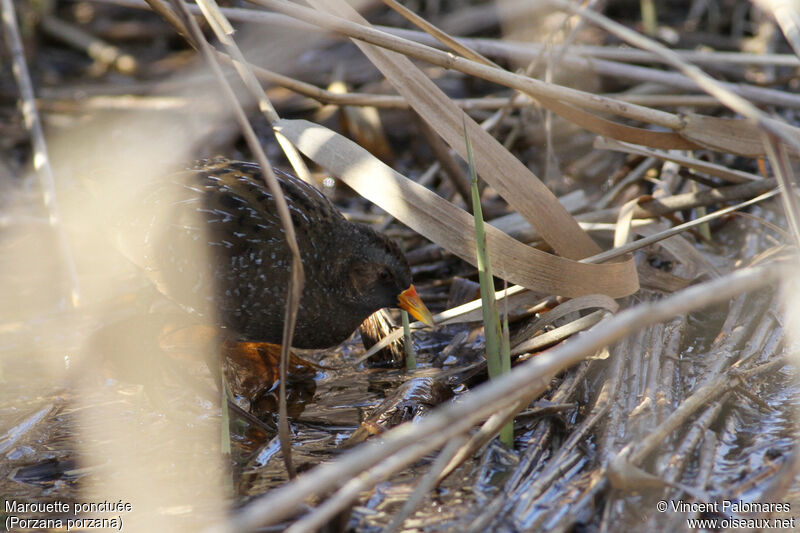 Spotted Crake