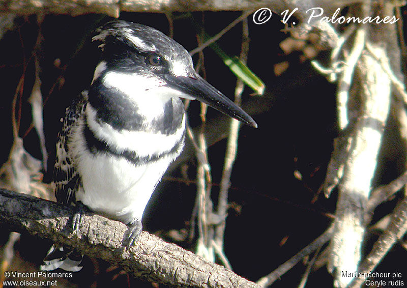 Pied Kingfisher