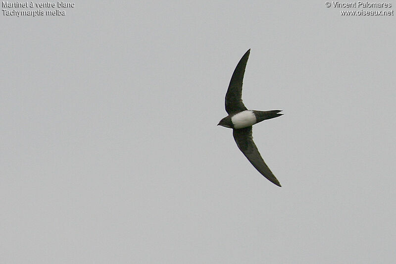 Alpine Swift