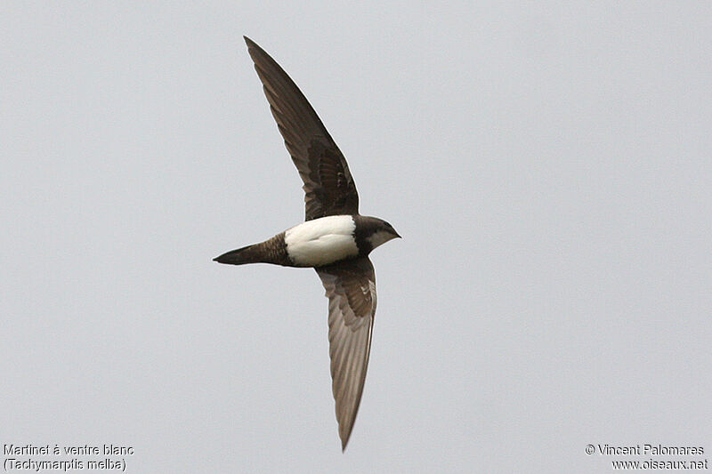 Alpine Swift