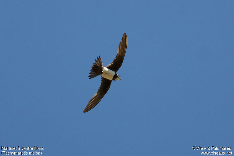 Alpine Swift