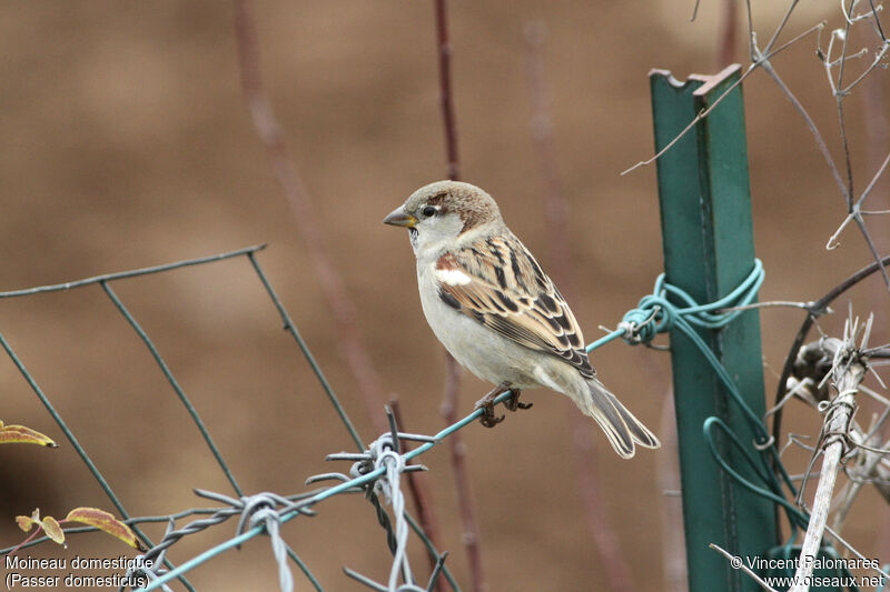 House Sparrow