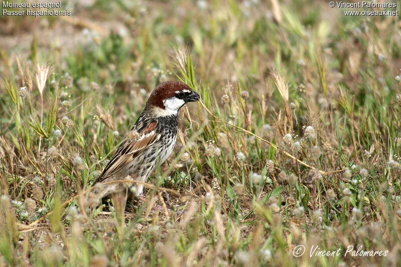 Spanish Sparrow male adult