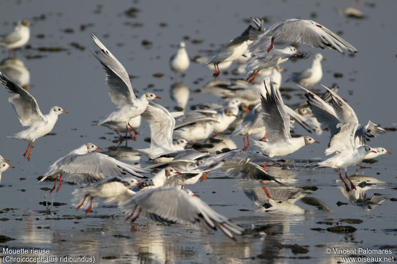 Black-headed Gull