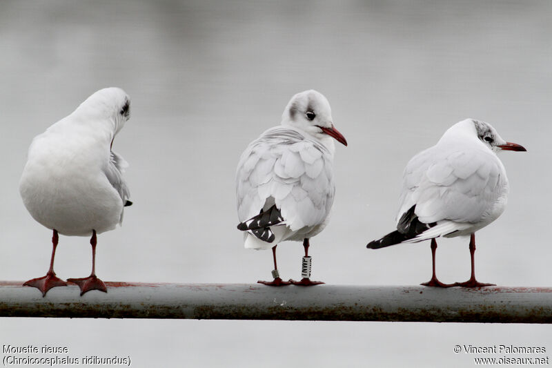 Mouette rieuseadulte internuptial