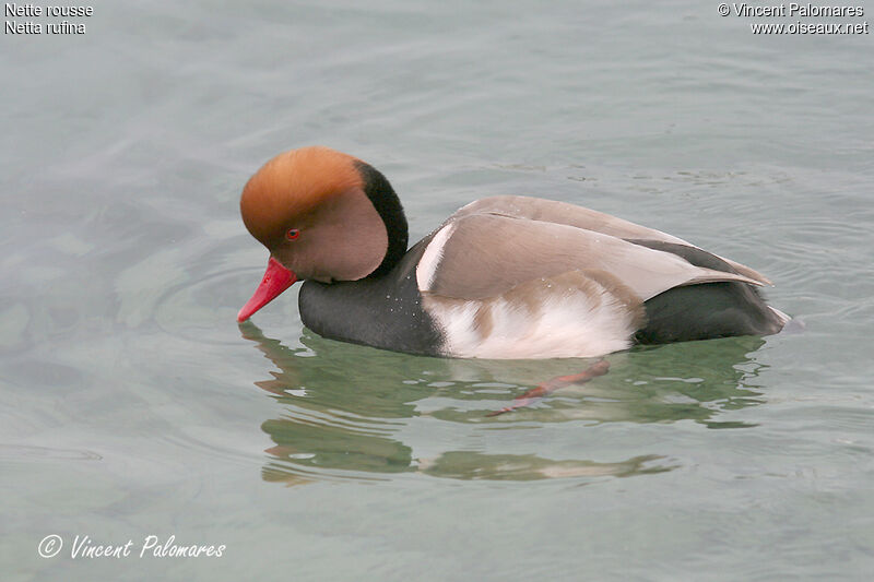 Red-crested Pochard male adult