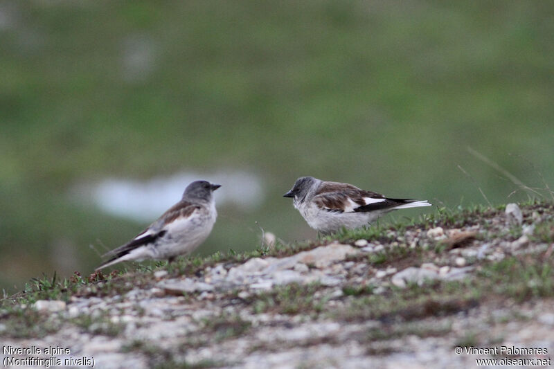 White-winged Snowfinch