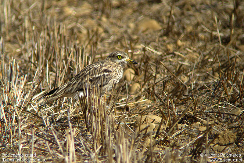 Eurasian Stone-curlew