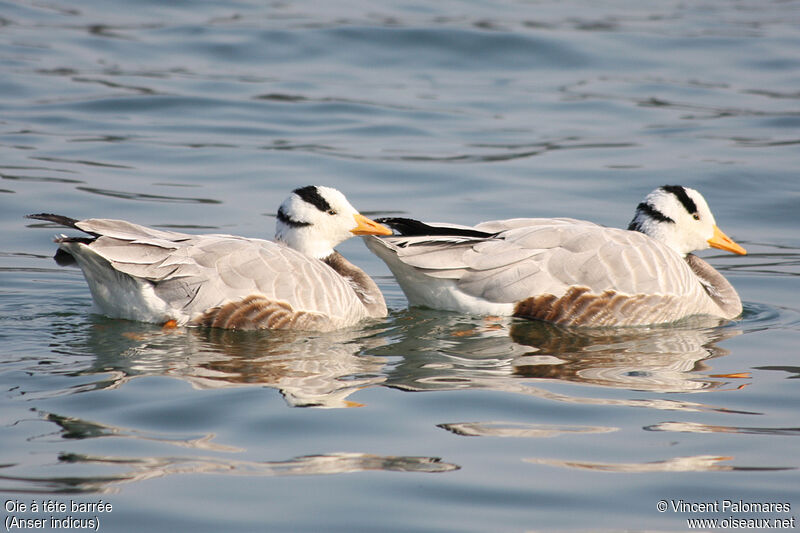 Bar-headed Goose 