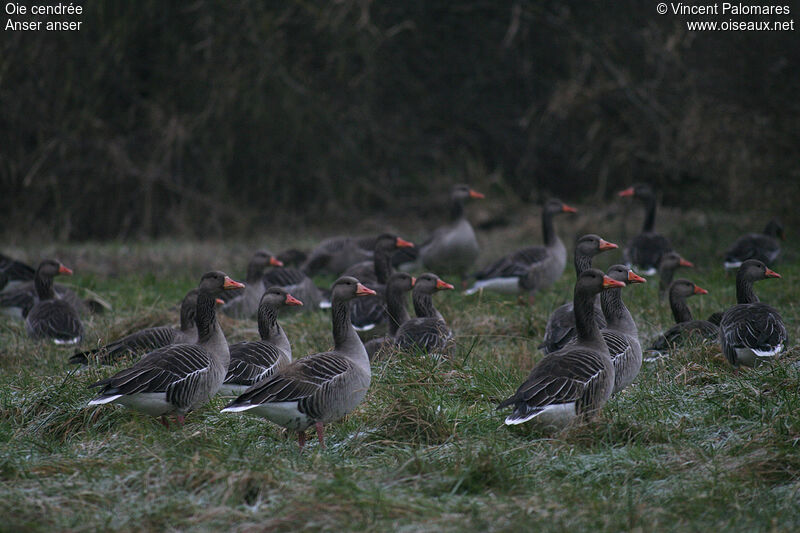 Greylag Goose