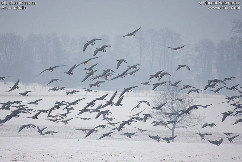 Taiga Bean Goose