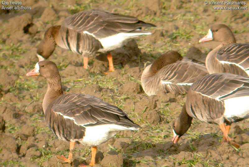 Greater White-fronted Goose