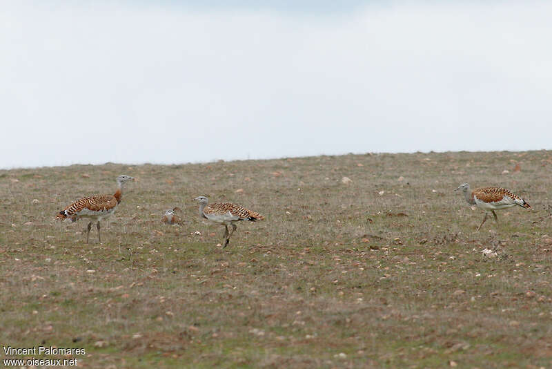 Great Bustardadult breeding, habitat