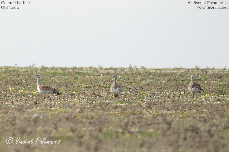 Great Bustard