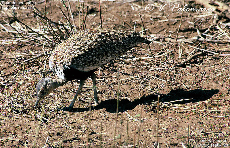 Red-crested Korhaan