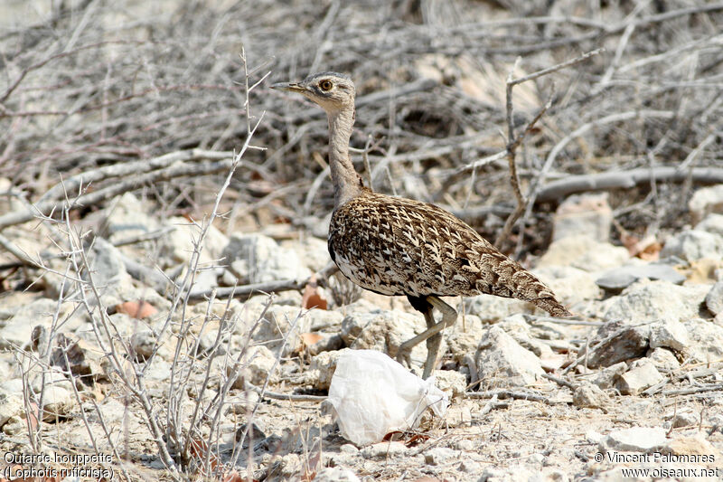 Red-crested Korhaan