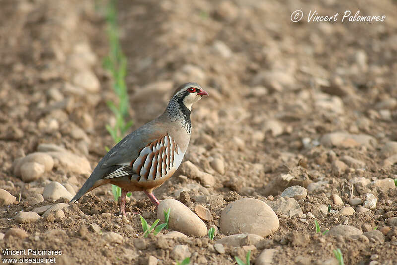 Red-legged Partridge