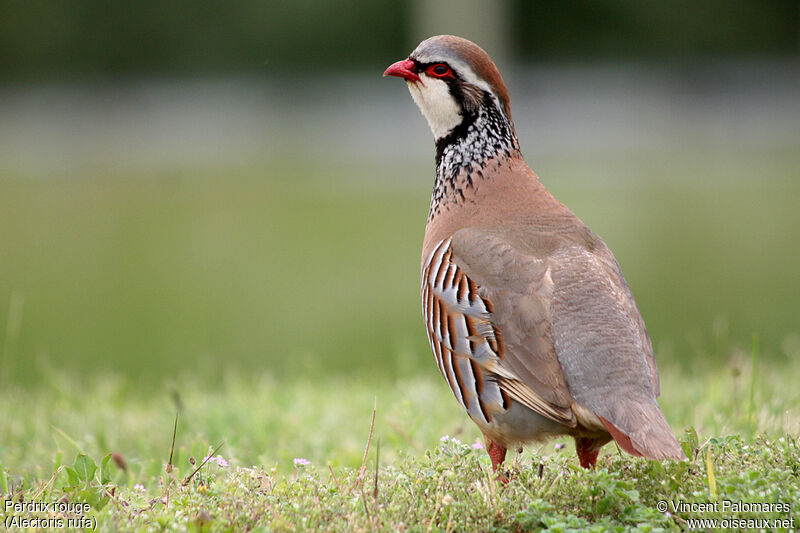 Red-legged Partridge