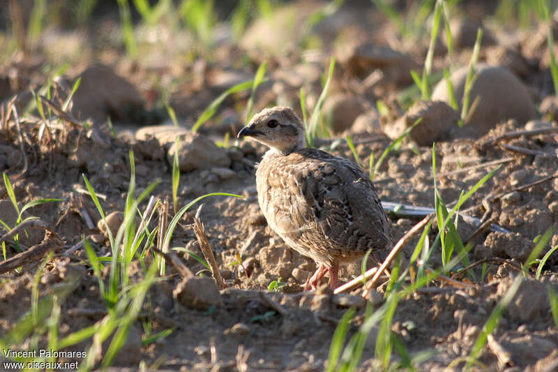 Red-legged PartridgePoussin, identification